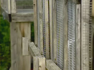 Prison Imprisonment Rabbit Arrest made in brutal pet rabbit killings