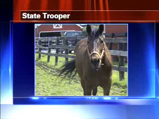 Man pleads guilty to animal cruelty