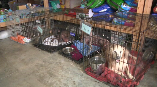 Woman charged with animal abuse takes plea deal
