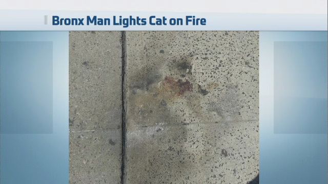 Police Arrest Man Who Allegedly Set Cat on Fire